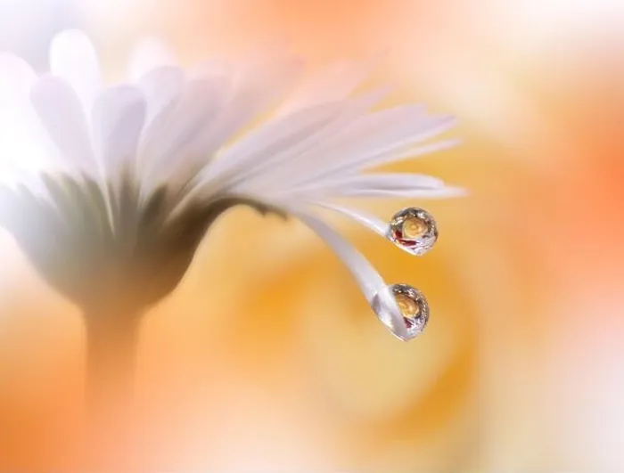 Framed Print : Beautiful Macro Photo.Colorful Flowers.Border Art Design.Magic Light.Close up Photography.Conceptual Abstract Image.White and Golden Background.Drops Framed Print : Beautiful Macro Photo.Colorful Flowers.Border Art Design.Magic Light.Close up Photography.Conceptual Abstract Image.White and Golden Background.Drops