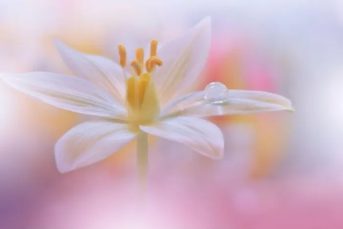 Framed Print : Beautiful Macro Photo.Colorful Flowers.Border Art Design.Magic Light.Close up Photography.Conceptual Abstract Image.White and Pink Background.Drops Framed Print : Beautiful Macro Photo.Colorful Flowers.Border Art Design.Magic Light.Close up Photography.Conceptual Abstract Image.White and Pink Background.Drops