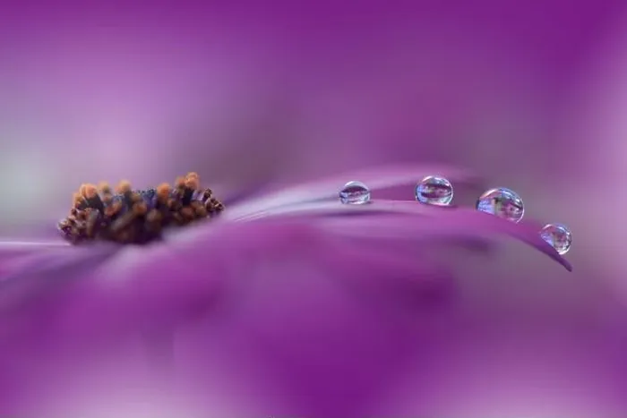 Framed Print : Beautiful Macro Photo.Colorful Flowers.Border Art Design.Magic Light.Close up Photography.Conceptual Abstract Image.Violet Background.Water Drop