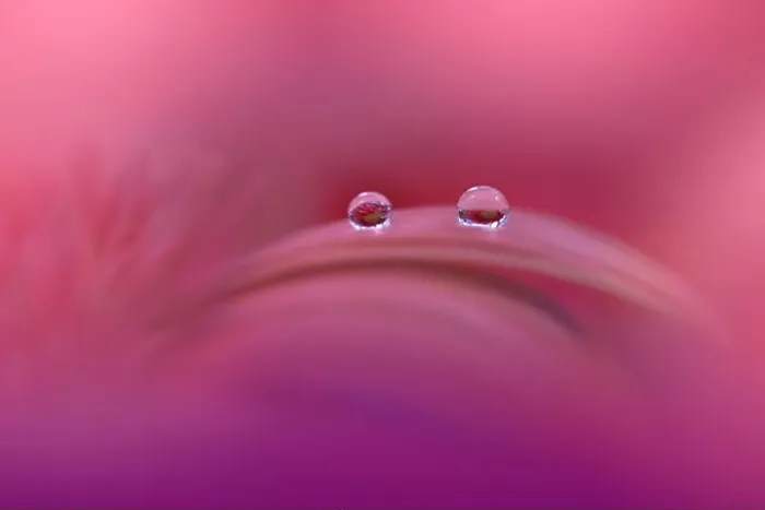 Framed Print : Beautiful Macro Photo.Colorful Flowers.Art Design.Magic Light.Close up Photography.Conceptual Abstract Image.Violet and Pink Background.Water Drop