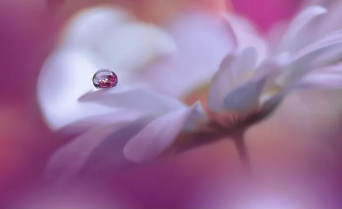 Framed Print : Beautiful Macro Photo.Colorful Flowers.Art Design.Magic Light.Close up Photography.Conceptual Abstract Image.Violet and White Background.Water Drop Framed Print : Beautiful Macro Photo.Colorful Flowers.Art Design.Magic Light.Close up Photography.Conceptual Abstract Image.Violet and White Background.Water Drop