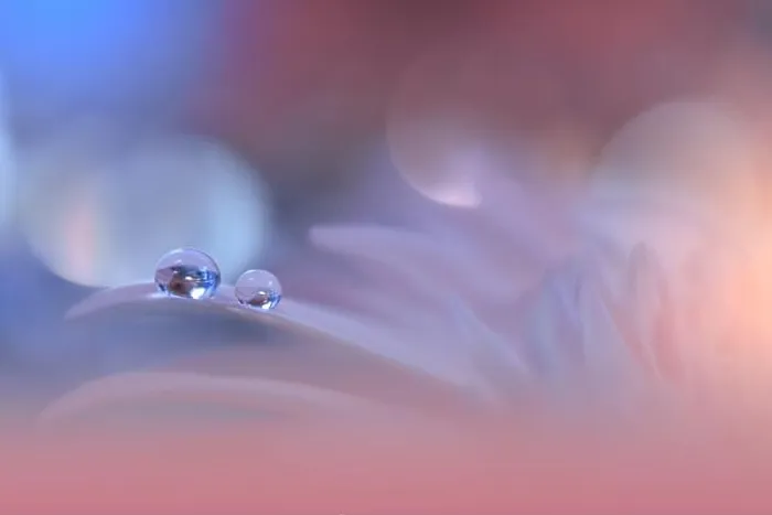 Framed Print : Beautiful Macro Photo.Colorful Flowers.Art Design.Magic Light.Close up Photography.Conceptual Abstract Image.Pink and Blue Background.Water Drop