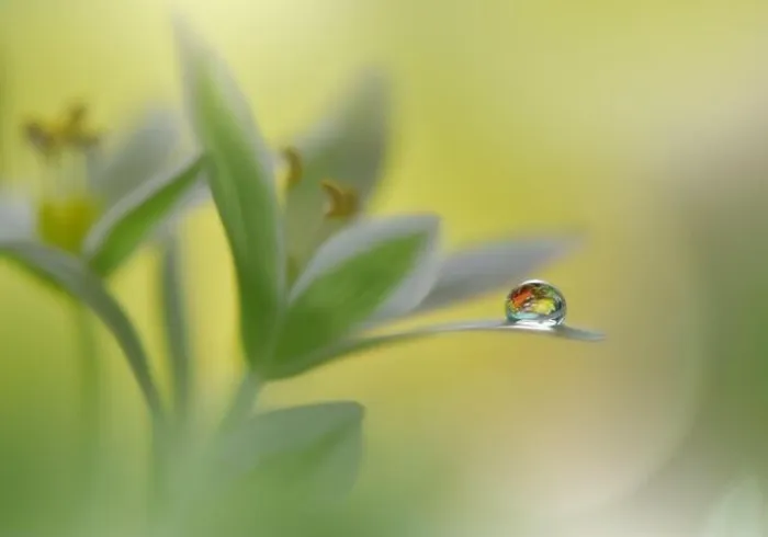 Framed Print : Beautiful Macro Photo.Colorful Flowers.Art Design.Magic Light.Close up Photography.Conceptual Abstract Image.Green and Yellow Background.Water Drop Framed Print : Beautiful Macro Photo.Colorful Flowers.Art Design.Magic Light.Close up Photography.Conceptual Abstract Image.Green and Yellow Background.Water Drop