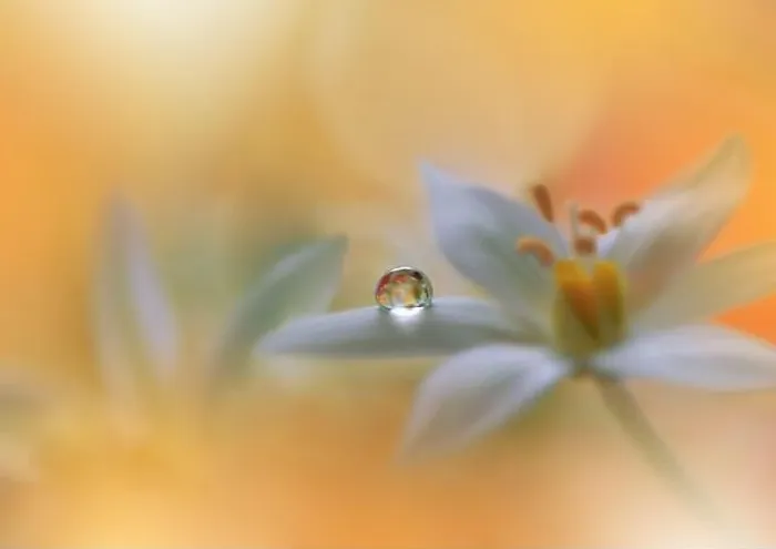 Framed Print : Beautiful Macro Photo.Colorful Flowers.Art Design.Magic Light.Close up Photography.Conceptual Abstract Image.Yellow and Orange Background.Water Drop Framed Print : Beautiful Macro Photo.Colorful Flowers.Art Design.Magic Light.Close up Photography.Conceptual Abstract Image.Yellow and Orange Background.Water Drop