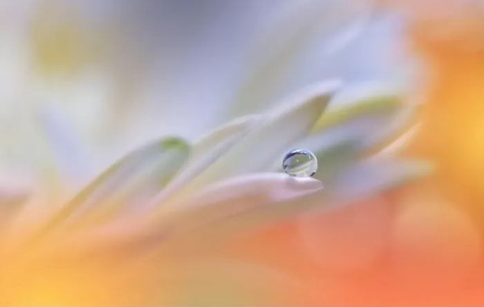 Framed Print : Beautiful Macro Photo.Colorful Flowers.Art Design.Magic Light.Close up Photography.Conceptual Abstract Image.Yellow and Orange Background.Water Drop Framed Print : Beautiful Macro Photo.Colorful Flowers.Art Design.Magic Light.Close up Photography.Conceptual Abstract Image.Yellow and Orange Background.Water Drop