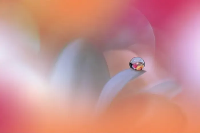 Framed Print : Beautiful Macro Photo.Colorful Flowers.Art Design.Magic Light.Close up Photography.Conceptual Abstract Image.Pink and Orange Background.Water Drop Framed Print : Beautiful Macro Photo.Colorful Flowers.Art Design.Magic Light.Close up Photography.Conceptual Abstract Image.Pink and Orange Background.Water Drop