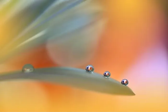 Framed Print : Beautiful Macro Photo.Colorful Flowers.Art Design.Magic Light.Close up Photography.Conceptual Abstract Image.Yellow and Orange Background.Water Drop