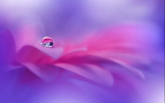 Framed Print : Beautiful Macro Photo.Colorful Flowers.Border Art Design.Magic Light.Close up Photography.Conceptual Abstract Image.Violet and Blue Background.Drop