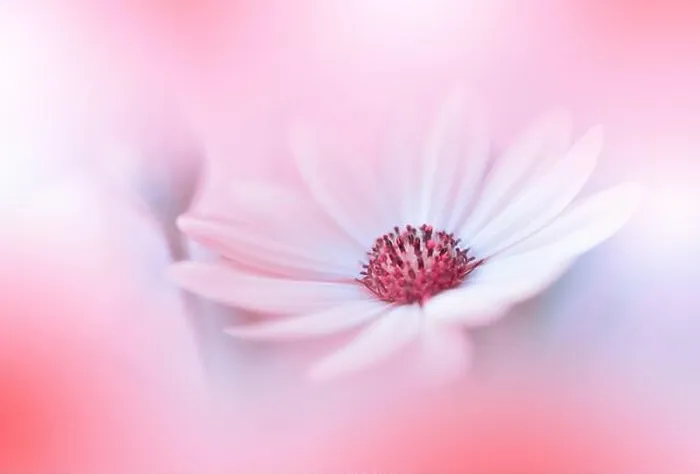 Framed Print : Beautiful Macro Photo.Colorful Flowers.Border Art Design.Magic Light.Close up Photography.Conceptual Abstract Image.Orange Background.Copy Space Framed Print : Beautiful Macro Photo.Colorful Flowers.Border Art Design.Magic Light.Close up Photography.Conceptual Abstract Image.Orange Background.Copy Space