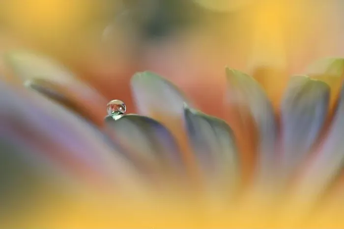 Framed Print : Beautiful Macro Photo.Colorful Flowers.Art Design.Magic Light.Close up Photography.Conceptual Abstract Image.Yellow and Orange Background.Water Drop Framed Print : Beautiful Macro Photo.Colorful Flowers.Art Design.Magic Light.Close up Photography.Conceptual Abstract Image.Yellow and Orange Background.Water Drop