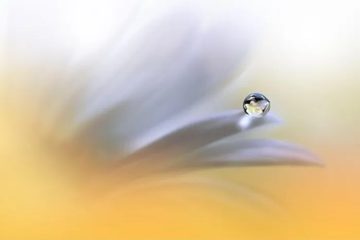 Framed Print : Beautiful Macro Photo.Colorful Flowers.Art Design.Magic Light.Close up Photography.Conceptual Abstract Image.Yellow and Orange Background.Water Drop Framed Print : Beautiful Macro Photo.Colorful Flowers.Art Design.Magic Light.Close up Photography.Conceptual Abstract Image.Yellow and Orange Background.Water Drop