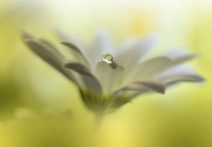Framed Print : Beautiful Macro Photo.Colorful Flowers.Art Design.Magic Light.Close up Photography.Conceptual Abstract Image.Yellow and Green Background.Water Drop Framed Print : Beautiful Macro Photo.Colorful Flowers.Art Design.Magic Light.Close up Photography.Conceptual Abstract Image.Yellow and Green Background.Water Drop