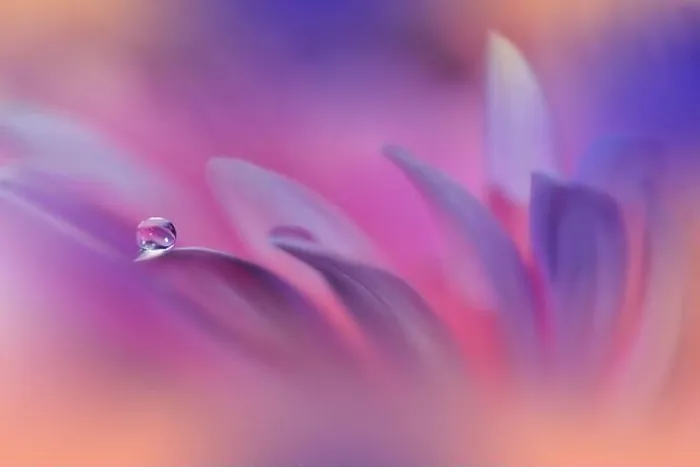 Framed Print : Beautiful Macro Photo.Colorful Flowers.Border Art Design.Magic Light.Close up Photography.Conceptual Abstract Image.Pink and Violet Background.Water Framed Print : Beautiful Macro Photo.Colorful Flowers.Border Art Design.Magic Light.Close up Photography.Conceptual Abstract Image.Pink and Violet Background.Water