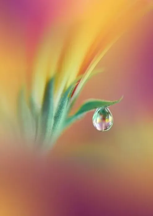 Framed Print : Beautiful Macro Photo.Colorful Flowers.Border Art Design.Magic Light.Close up Photography.Conceptual Abstract Image.Yellow and Green Background.Water Framed Print : Beautiful Macro Photo.Colorful Flowers.Border Art Design.Magic Light.Close up Photography.Conceptual Abstract Image.Yellow and Green Background.Water