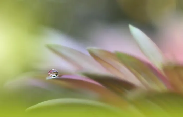 Framed Print : Beautiful Macro Photo.Colorful Flowers.Border Art Design.Magic Light.Close up Photography.Conceptual Abstract Image.Pink and Green Background.Water