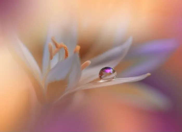 Framed Print : Beautiful Macro Photo.Colorful Flowers.Border Art Design.Magic Light.Close up Photography.Conceptual Abstract Image.Violet and Orange Background.Water Framed Print : Beautiful Macro Photo.Colorful Flowers.Border Art Design.Magic Light.Close up Photography.Conceptual Abstract Image.Violet and Orange Background.Water