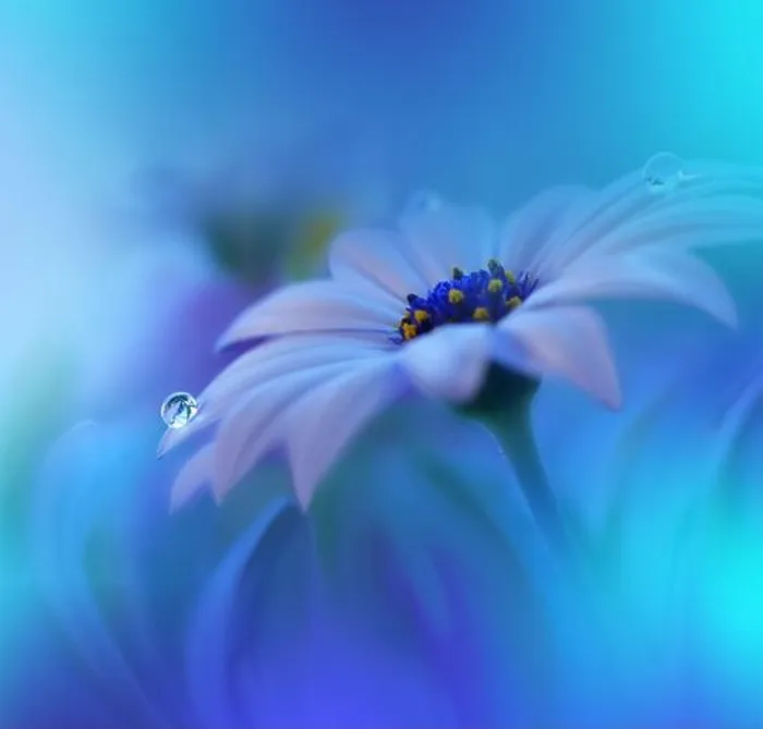 Framed Print : Beautiful Macro Photo.Colorful Flowers.Border Art Design.Magic Light.Close up Photography.Conceptual Abstract Image.White and Blue Background.Drops Framed Print : Beautiful Macro Photo.Colorful Flowers.Border Art Design.Magic Light.Close up Photography.Conceptual Abstract Image.White and Blue Background.Drops