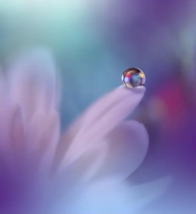 Framed Print : Beautiful Macro Photo.Colorful Flowers.Border Art Design.Magic Light.Close up Photography.Conceptual Abstract Image.White and Blue Background.Drops Framed Print : Beautiful Macro Photo.Colorful Flowers.Border Art Design.Magic Light.Close up Photography.Conceptual Abstract Image.White and Blue Background.Drops
