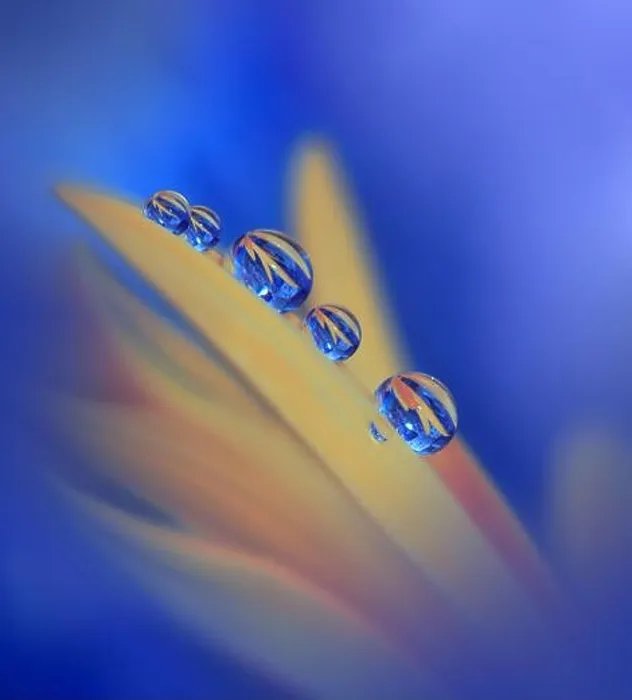 Framed Print : Beautiful Macro Photo.Colorful Flowers.Border Art Design.Magic Light.Close up Photography.Conceptual Abstract Image.Orange and Blue Background.Drops Framed Print : Beautiful Macro Photo.Colorful Flowers.Border Art Design.Magic Light.Close up Photography.Conceptual Abstract Image.Orange and Blue Background.Drops