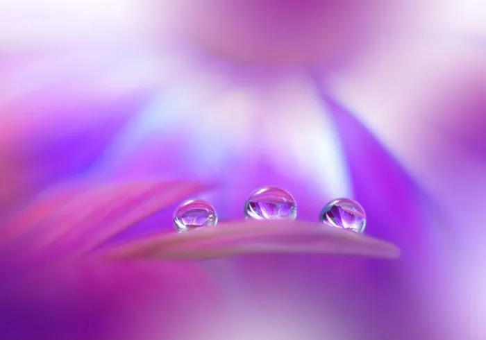 Framed Print : Beautiful Macro Photo.Colorful Flowers.Border Art Design.Magic Light.Close up Photography.Conceptual Abstract Image.Pink and Violet Background.Drops Framed Print : Beautiful Macro Photo.Colorful Flowers.Border Art Design.Magic Light.Close up Photography.Conceptual Abstract Image.Pink and Violet Background.Drops