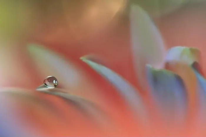 Framed Print : Beautiful Macro Photo.Colorful Flowers.Border Art Design.Magic Light.Close up Photography.Conceptual Abstract Image.Orange and Green Background.Drop