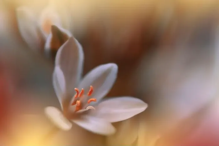 Framed Print : Beautiful Macro Photo.Colorful Flowers.Border Art Design.Magic Light.Close up Photography.Conceptual Abstract Image.Orange and Golden Background Framed Print : Beautiful Macro Photo.Colorful Flowers.Border Art Design.Magic Light.Close up Photography.Conceptual Abstract Image.Orange and Golden Background