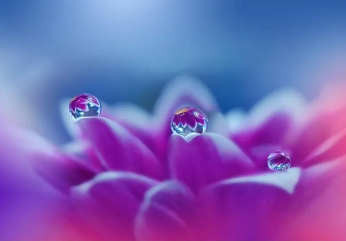 Framed Print : Beautiful Macro Photo.Colorful Flowers.Border Art Design.Magic Light.Close up Photography.Conceptual Abstract Image.Violet and Blue Background.Drops Framed Print : Beautiful Macro Photo.Colorful Flowers.Border Art Design.Magic Light.Close up Photography.Conceptual Abstract Image.Violet and Blue Background.Drops