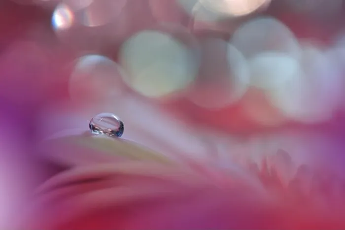 Framed Print : Beautiful Macro Photo.Colorful Flowers.Border Art Design.Magic Light.Close up Photography.Conceptual Abstract Image.Violet and Red Background.Drops