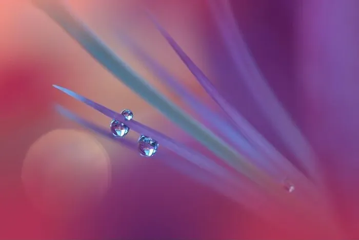 Framed Print : Beautiful Macro Photo.Colorful Flowers.Border Art Design.Magic Light.Close up Photography.Conceptual Abstract Image.Violet and Red Background.Drops