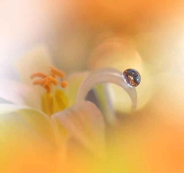 Beautiful Macro Photo.Colorful Flowers.Border Art Design.Magic Light.Close up Photography.Conceptual Abstract Image.Orange Background.Water Drop