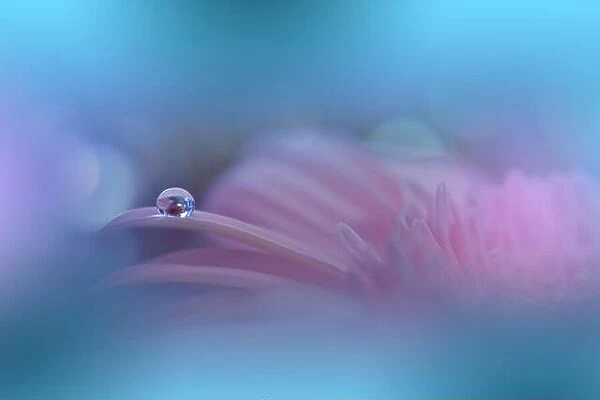 Beautiful Macro Photo.Colorful Flowers.Floral Art Design.Magic Light.Close up Photography.Conceptual Abstract Image.Pink and Blue Background.Water Dew