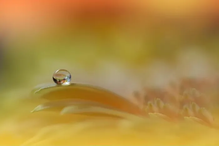Framed Print : Beautiful Macro Photo.Dream Flowers.Border Art Design.Magic Light.Close up Photography.Conceptual Abstract Image.Yellow and Orange Background.Drops