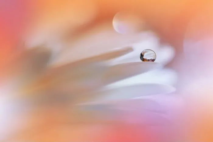 Framed Print : Beautiful Macro Photo.Dream Flowers.Border Art Design.Magic Light.Close up Photography.Conceptual Abstract Image.Pink and Orange Background.Water Drop Framed Print : Beautiful Macro Photo.Dream Flowers.Border Art Design.Magic Light.Close up Photography.Conceptual Abstract Image.Pink and Orange Background.Water Drop