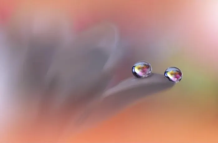 Framed Print : Beautiful Macro Photo.Dream Flowers.Border Art Design.Magic Light.Close up Photography.Conceptual Abstract Image.Pink and Orange Background.Water Drop Framed Print : Beautiful Macro Photo.Dream Flowers.Border Art Design.Magic Light.Close up Photography.Conceptual Abstract Image.Pink and Orange Background.Water Drop
