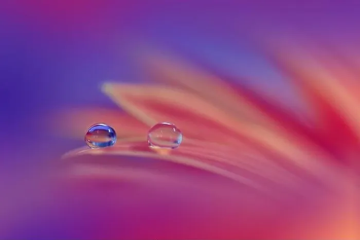 Framed Print : Beautiful Macro Photo.Dream Flowers.Border Art Design.Magic Light.Close up Photography.Conceptual Abstract Image.Violet and Blue Background.Water Drop Framed Print : Beautiful Macro Photo.Dream Flowers.Border Art Design.Magic Light.Close up Photography.Conceptual Abstract Image.Violet and Blue Background.Water Drop
