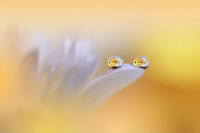 Framed Print : Beautiful Macro Photo.Dream Flowers.Floral Art Design.Magic Light.Close up Photography.Conceptual Abstract Image.Yellow and Orange Nature Background Framed Print : Beautiful Macro Photo.Dream Flowers.Floral Art Design.Magic Light.Close up Photography.Conceptual Abstract Image.Yellow and Orange Nature Background