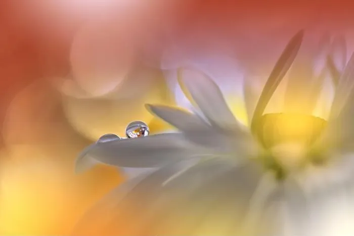 Framed Print : Beautiful Macro Photo.Dream Flowers.Floral Art Design.Magic Light.Close up Photography.Conceptual Abstract Image.Yellow and Orange Nature Background Framed Print : Beautiful Macro Photo.Dream Flowers.Floral Art Design.Magic Light.Close up Photography.Conceptual Abstract Image.Yellow and Orange Nature Background