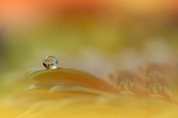 Beautiful Macro Photo.Dream Flowers.Border Art Design.Magic Light.Close up Photography.Conceptual Abstract Image.Yellow and Orange Background.Drops