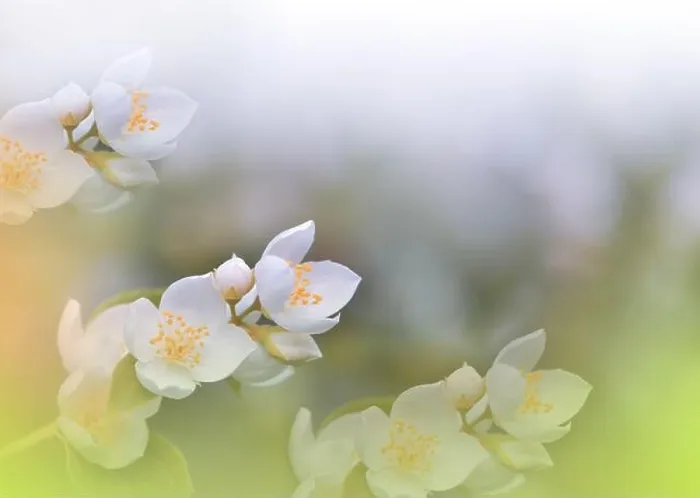 Framed Print : Beautiful Macro Photo.Jasmine Flowers.Floral Art Design.Close up Photography.Conceptual Abstract Image.White Background.Wedding Invitation.Aroma Framed Print : Beautiful Macro Photo.Jasmine Flowers.Floral Art Design.Close up Photography.Conceptual Abstract Image.White Background.Wedding Invitation.Aroma