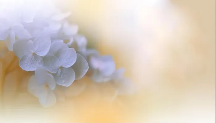 Framed Print : Beautiful macro photo.Magic flowers.Border art design.Extreme close up photography.Conceptual abstract image.Golden Background.Wedding Invitation Framed Print : Beautiful macro photo.Magic flowers.Border art design.Extreme close up photography.Conceptual abstract image.Golden Background.Wedding Invitation
