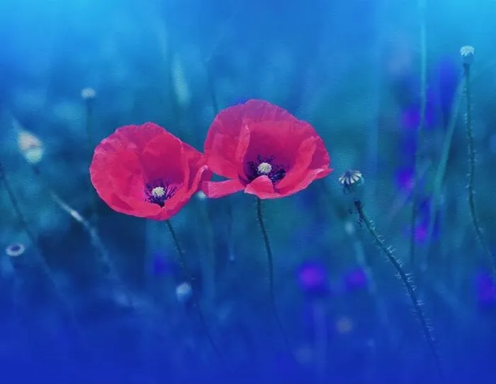 Framed Print : Beautiful Macro Photo.Red Poppy Flower.Floral Art Design.Close up Photography.Conceptual Abstract Image.Blue Nature Background.Fantasy Art.Poppies Framed Print : Beautiful Macro Photo.Red Poppy Flower.Floral Art Design.Close up Photography.Conceptual Abstract Image.Blue Nature Background.Fantasy Art.Poppies