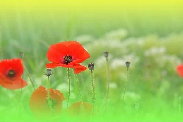 Beautiful Macro Photo.Red Poppy Flower.Floral Art Design.Close up Photography.Conceptual Abstract Image.Green Nature Background.Fantasy Art.Poppies