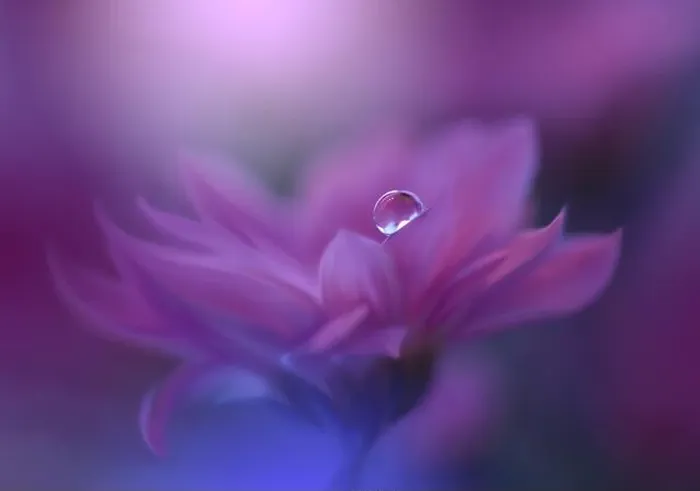 Framed Print : Beautiful macro shot of magic flowers.Border art design.Magic light.Extreme close up macro photography.Conceptual abstract image.Violet and Pink Color Framed Print : Beautiful macro shot of magic flowers.Border art design.Magic light.Extreme close up macro photography.Conceptual abstract image.Violet and Pink Color