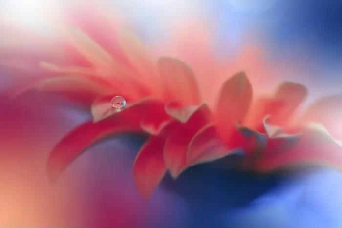 Framed Print : Beautiful macro shot of magic flowers.Border art design.Magic light.Extreme close up macro photography.Conceptual abstract image.Blue and Pink Color Framed Print : Beautiful macro shot of magic flowers.Border art design.Magic light.Extreme close up macro photography.Conceptual abstract image.Blue and Pink Color