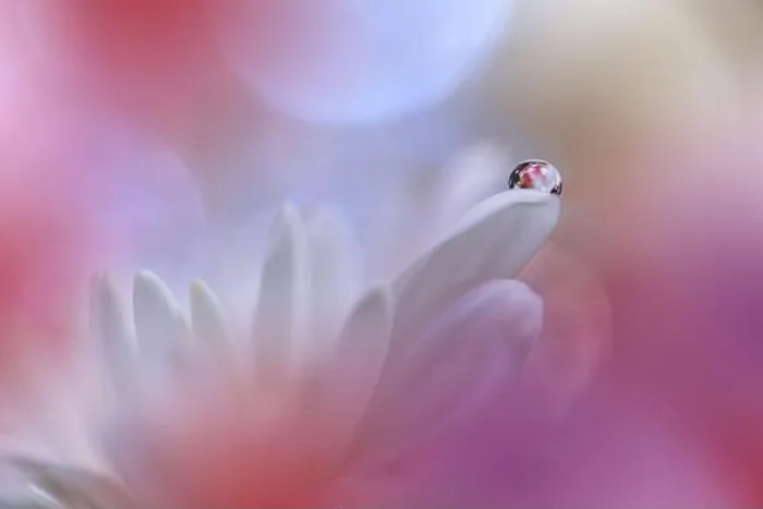 Framed Print : Beautiful macro shot of magic flowers.Border art design.Magic light.Extreme close up macro photography.Conceptual abstract image.Violet and Pink Color Framed Print : Beautiful macro shot of magic flowers.Border art design.Magic light.Extreme close up macro photography.Conceptual abstract image.Violet and Pink Color