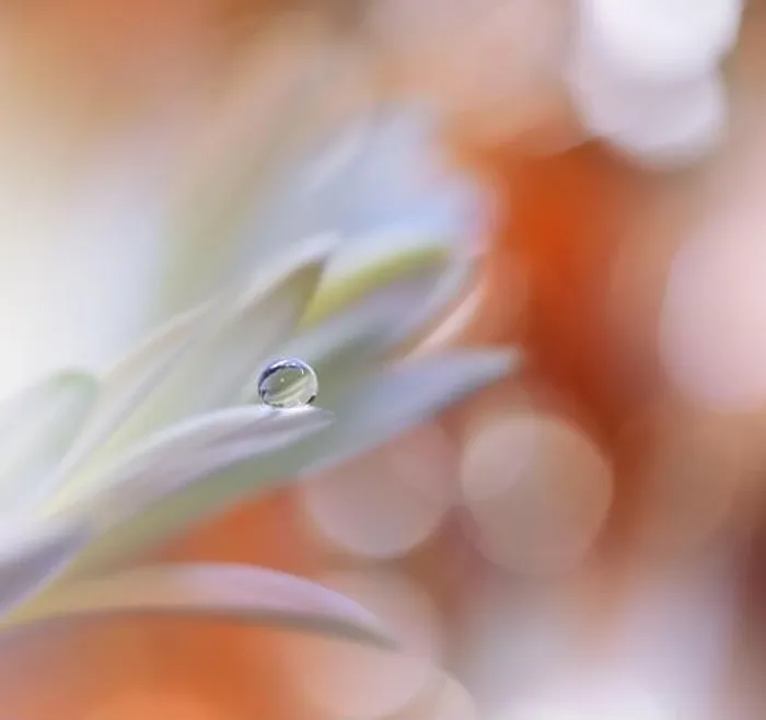 Framed Print : Beautiful macro shot of magic flowers.Border art design.Magic light.Extreme close up photography.Conceptual abstract image.Orange and White Colors Framed Print : Beautiful macro shot of magic flowers.Border art design.Magic light.Extreme close up photography.Conceptual abstract image.Orange and White Colors