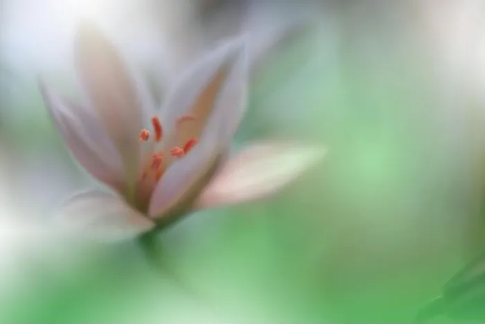 Framed Print : Beautiful macro shot of magic flowers.Border art design.Magic light.Extreme close up macro photography.Conceptual abstract image.Green and White Color Framed Print : Beautiful macro shot of magic flowers.Border art design.Magic light.Extreme close up macro photography.Conceptual abstract image.Green and White Color