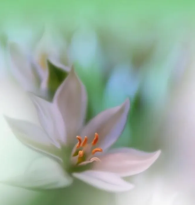 Framed Print : Beautiful macro shot of magic flowers.Border art design.Magic light.Extreme close up macro photography.Conceptual abstract image.Green and White Color Framed Print : Beautiful macro shot of magic flowers.Border art design.Magic light.Extreme close up macro photography.Conceptual abstract image.Green and White Color