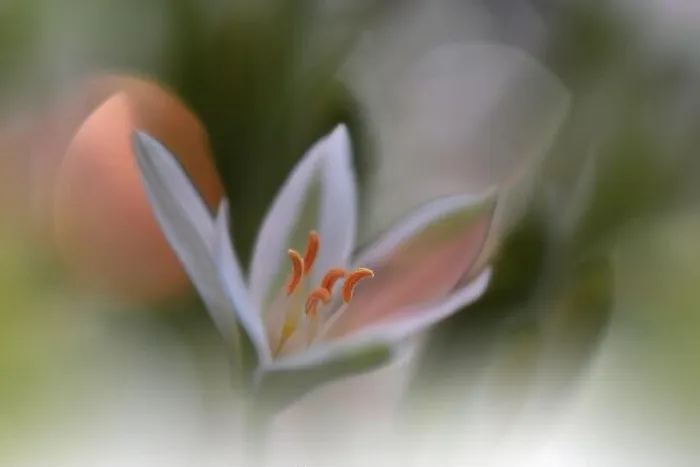 Framed Print : Beautiful macro shot of magic flowers.Border art design.Magic light.Extreme close up macro photography.Conceptual abstract image.Green and White Color Framed Print : Beautiful macro shot of magic flowers.Border art design.Magic light.Extreme close up macro photography.Conceptual abstract image.Green and White Color