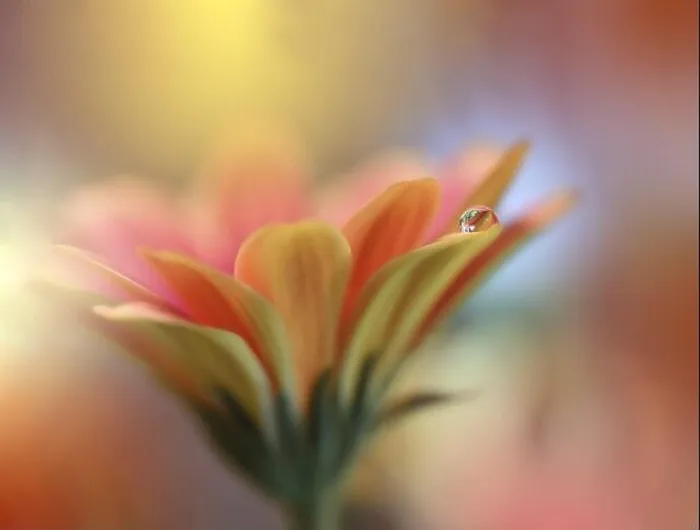 Framed Print : Beautiful macro shot of magic flowers.Border art design.Magic light.Extreme close up photography.Conceptual abstract image.Orange and Yellow Drop Framed Print : Beautiful macro shot of magic flowers.Border art design.Magic light.Extreme close up photography.Conceptual abstract image.Orange and Yellow Drop